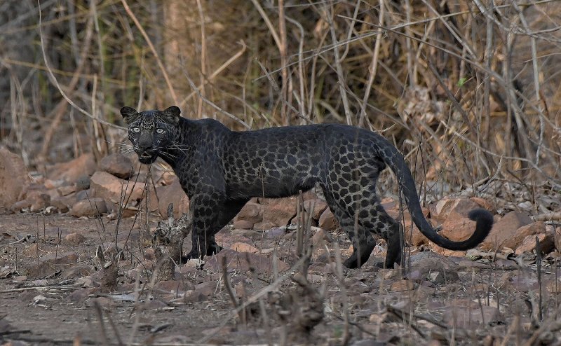 Leopard Spotted In Nagpur, Search On: Officials | NAGPUR NYOOOZ